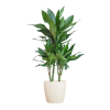 Dracaena Janet Lindt mit Viber Weiß – 95cm – Ø21