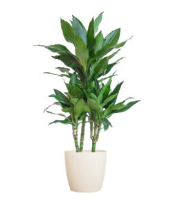 Dracaena Janet Lindt mit Viber Weiß – 95cm – Ø21