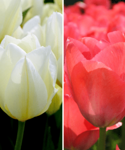 Flowerbulbs Amsterdam – Elly’s Choice – 30 Blumenzwiebeln – Gr��e 12+