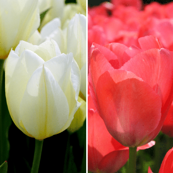 Flowerbulbs Amsterdam – Elly’s Choice – 30 Blumenzwiebeln – Gr��e 12+