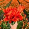 Flowerbulbs Amsterdam – Orange Emperor – 15 Blumenzwiebeln – Gr��e 12+