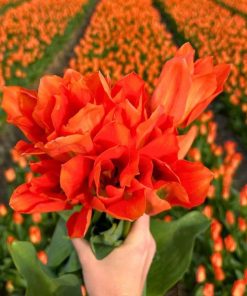 Flowerbulbs Amsterdam – Orange Emperor – 15 Blumenzwiebeln – Gr��e 12+