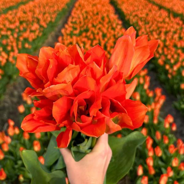 Flowerbulbs Amsterdam – Orange Emperor – 15 Blumenzwiebeln – Gr��e 12+