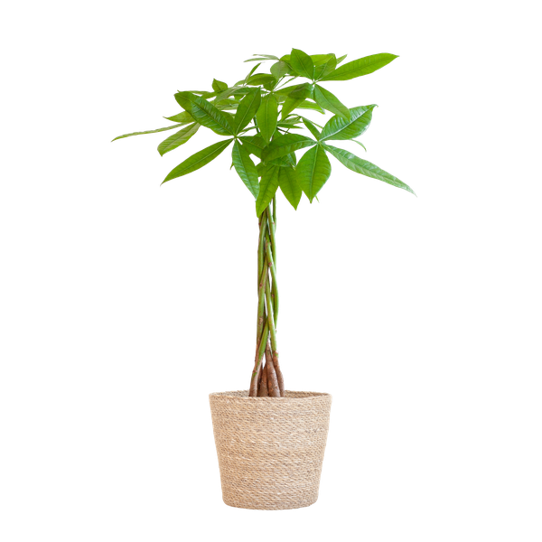 Pachira Aquatica mit Sofia-Korb natur – 80cm – Ø21