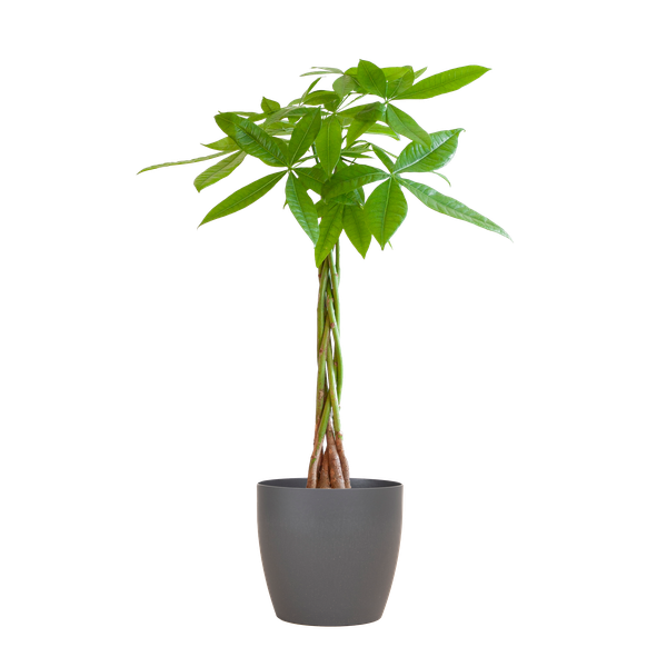 Pachira Aquatica mit Viber Grau – 80cm – Ø21