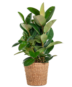 Ficus Elastica Robusta XL mit Korb Torun – 90cm – Ø27