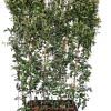 Viburnum tinus – Fertighecke – 120 x 180 cm