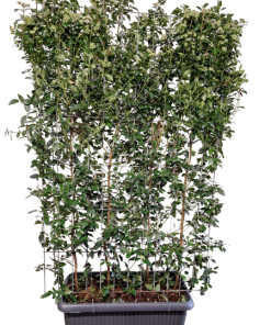 Viburnum tinus – Fertighecke – 120 x 180 cm