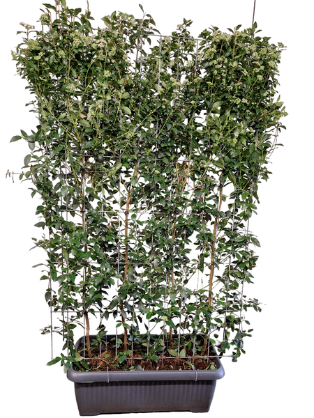 Viburnum tinus – Fertighecke – 120 x 180 cm