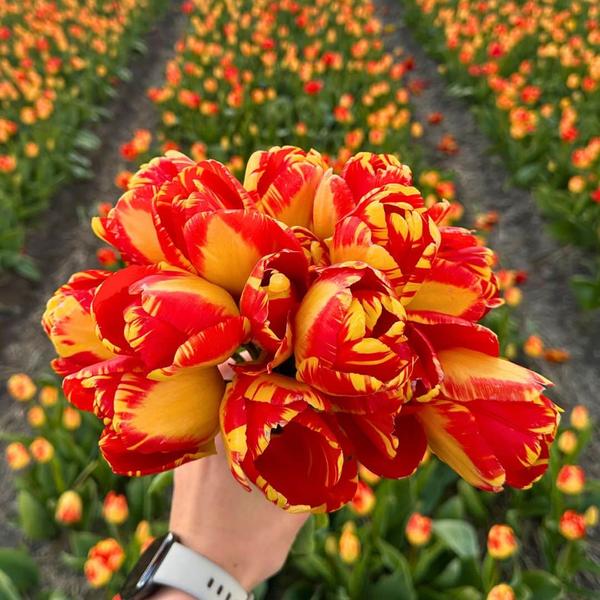 Flowerbulbs Amsterdam – Banja Luka – 15 Blumenzwiebeln – Gr��e 12+