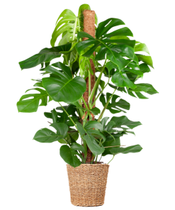 Monstera Deliciosa XL mit Korb Torun – 120cm – Ø24