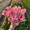 Flowerbulbs Amsterdam – Inez – 15 Blumenzwiebeln – Gr��e 12+