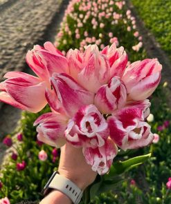 Flowerbulbs Amsterdam – Inez – 15 Blumenzwiebeln – Gr��e 12+