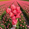 Flowerbulbs Amsterdam – Pink Impression – 15 Blumenzwiebeln – Gr��e 12+