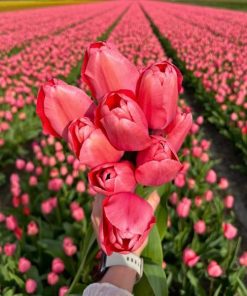 Flowerbulbs Amsterdam – Pink Impression – 15 Blumenzwiebeln – Gr��e 12+