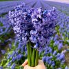 Flowerbulbs Amsterdam – Delft Blue – 10 Blumenzwiebeln – Gr��e 14/15