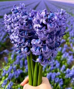 Flowerbulbs Amsterdam – Delft Blue – 10 Blumenzwiebeln – Gr��e 14/15