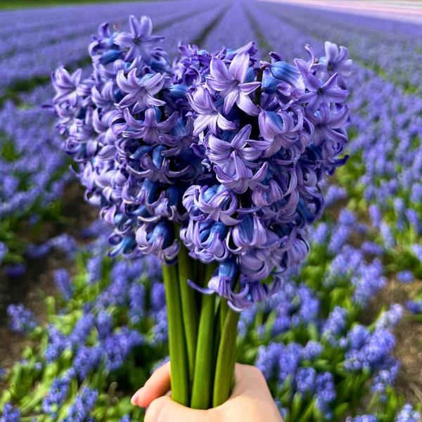 Flowerbulbs Amsterdam – Delft Blue – 10 Blumenzwiebeln – Gr��e 14/15