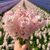 Flowerbulbs Amsterdam – China Pink – 10 Blumenzwiebeln – Gr��e 14/15