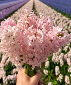 Flowerbulbs Amsterdam – China Pink – 10 Blumenzwiebeln – Gr��e 14/15