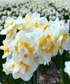 Flowerbulbs Amsterdam – Salou – 10 Blumenzwiebeln – Gr��e 12/14