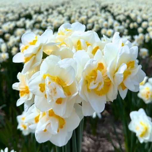 Flowerbulbs Amsterdam - Salou - 10 Blumenzwiebeln - Gr��e 12/14