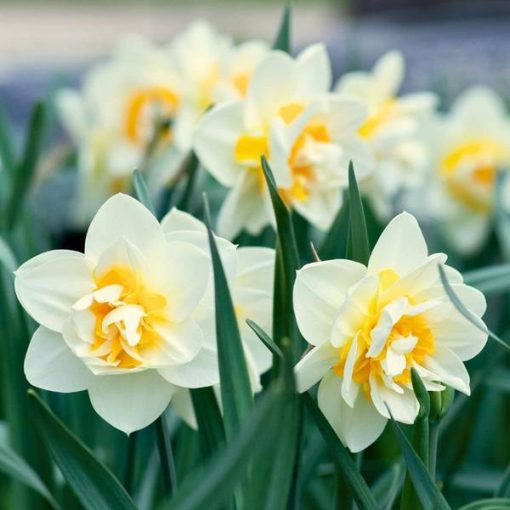 Flowerbulbs Amsterdam - Salou - 10 Blumenzwiebeln - Gr��e 12/14 – Bild 2