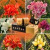 Flowerbulbs Amsterdam – Dutch Tulip Mix – Luxusbox gro�, 90 Blumenzwiebeln f�r 2,5 m� Blumenpracht – Gr��e 12+