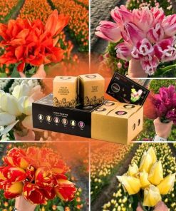 Flowerbulbs Amsterdam – Dutch Tulip Mix – Luxusbox gro�, 90 Blumenzwiebeln f�r 2,5 m� Blumenpracht – Gr��e 12+