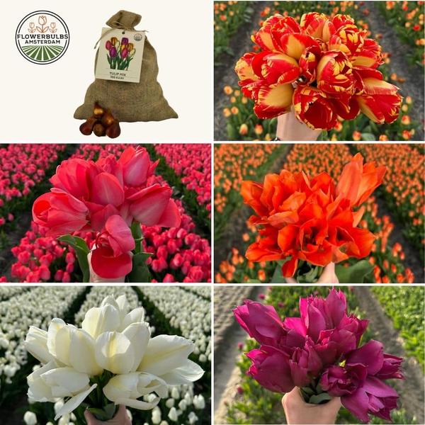 Flowerbulbs Amsterdam – Super Tulip Mix – Nachhaltige Vorteilspackung, 100 Blumenzwiebeln f�r 2,5 m� Blumenpracht – Gr��e 12+