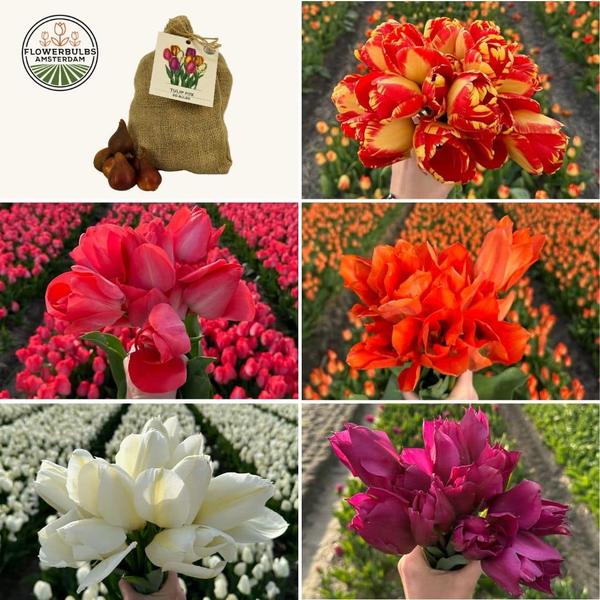 Flowerbulbs Amsterdam – Medium Tulip Mix – Nachhaltige Vorteilspackung, 50 Blumenzwiebeln f�r 1 m� Blumenpracht – Gr��e 12+