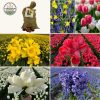 Flowerbulbs Amsterdam – Super Holland Mix – Nachhaltige Vorteilspackung, 100 Blumenzwiebeln f�r 2,5 m� Blumenpracht – Gr��e 12+