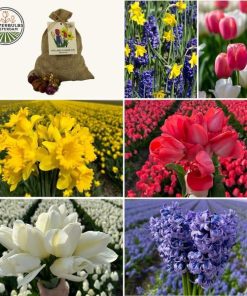 Flowerbulbs Amsterdam – Medium Holland Mix – Nachhaltige Vorteilspackung, 50 Blumenzwiebeln f�r 1 m� Blumenpracht – Gr��e 12+