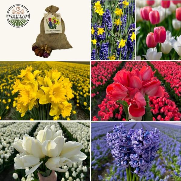 Flowerbulbs Amsterdam – Medium Holland Mix – Nachhaltige Vorteilspackung, 50 Blumenzwiebeln f�r 1 m� Blumenpracht – Gr��e 12+