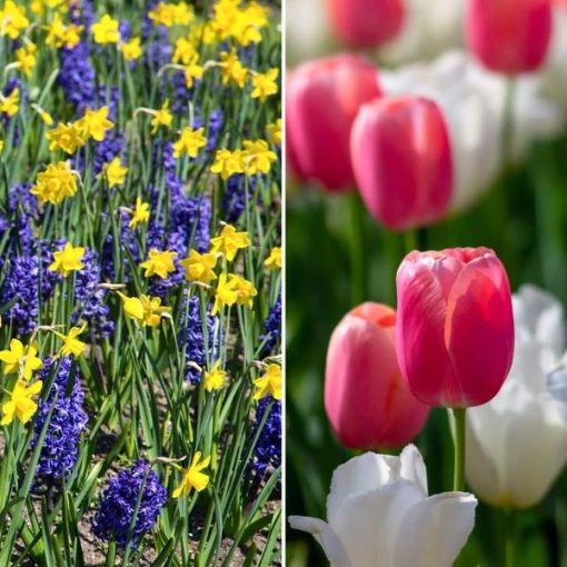 Flowerbulbs Amsterdam - Medium Holland Mix - Nachhaltige Vorteilspackung, 50 Blumenzwiebeln f�r 1 m� Blumenpracht - Gr��e 12+ – Bild 2