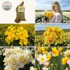 Flowerbulbs Amsterdam – Super Narcissus Mix – Nachhaltige Vorteilspackung, 100 Blumenzwiebeln f�r 2,5 m� Blumenpracht – Gr��e 12/14