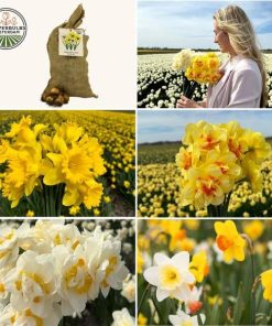 Flowerbulbs Amsterdam – Super Narcissus Mix – Nachhaltige Vorteilspackung, 100 Blumenzwiebeln f�r 2,5 m� Blumenpracht – Gr��e 12/14