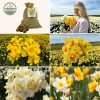 Flowerbulbs Amsterdam – Medium Narcissus Mix – Nachhaltige Vorteilspackung, 50 Blumenzwiebeln f�r 1 m� Blumenpracht – Gr��e 12/14