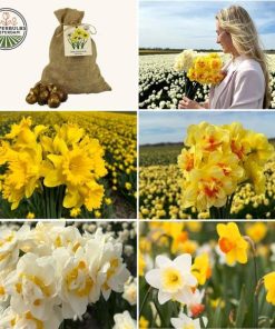 Flowerbulbs Amsterdam – Medium Narcissus Mix – Nachhaltige Vorteilspackung, 50 Blumenzwiebeln f�r 1 m� Blumenpracht – Gr��e 12/14