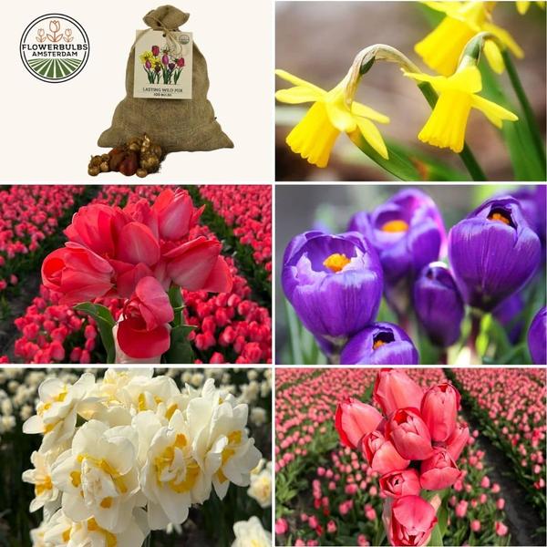 Flowerbulbs Amsterdam – Super Lasting Wild Mix – Nachhaltige Vorteilspackung, 100 Blumenzwiebeln f�r 2,5 m� Blumenpracht