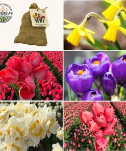 Flowerbulbs Amsterdam – Medium Lasting Wild Mix – Nachhaltige Vorteilspackung, 50 Blumenzwiebeln f�r 1 m� Blumenpracht