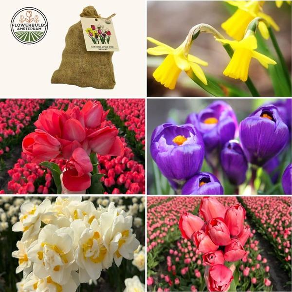 Flowerbulbs Amsterdam – Medium Lasting Wild Mix – Nachhaltige Vorteilspackung, 50 Blumenzwiebeln f�r 1 m� Blumenpracht