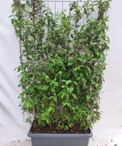 Deutzia hybrida ‚Mont Rose‘ – Fertighecke – 120 x 180 cm