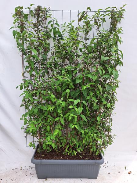 Deutzia hybrida ‚Mont Rose‘ – Fertighecke – 120 x 180 cm