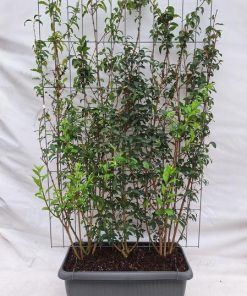 Forsythia intermedia – Fertighecke – 120 x 180 cm