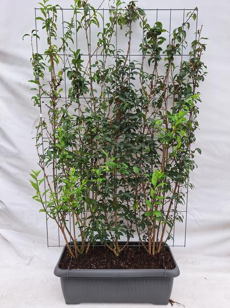 Forsythia intermedia – Fertighecke – 120 x 180 cm