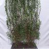Philadelphus ‚Lemoinei‘ – Fertighecke – 120 x 180 cm