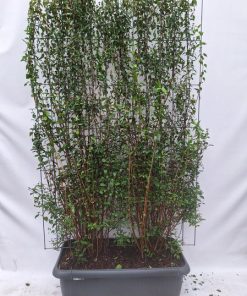 Philadelphus ‚Lemoinei‘ – Fertighecke – 120 x 180 cm