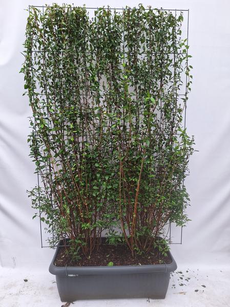 Philadelphus ‚Lemoinei‘ – Fertighecke – 120 x 180 cm