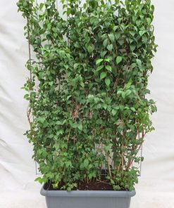 Philadelphus ‚Virginal‘ – Fertighecke – 120 x 180 cm